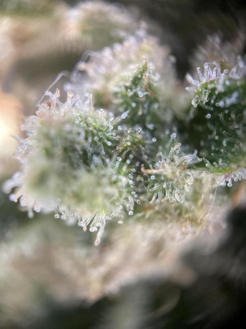 HFCS Studio54 Stardust. Week 14
