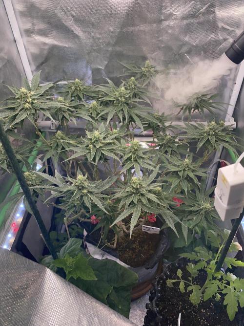 HFCS test run 5. Week 13