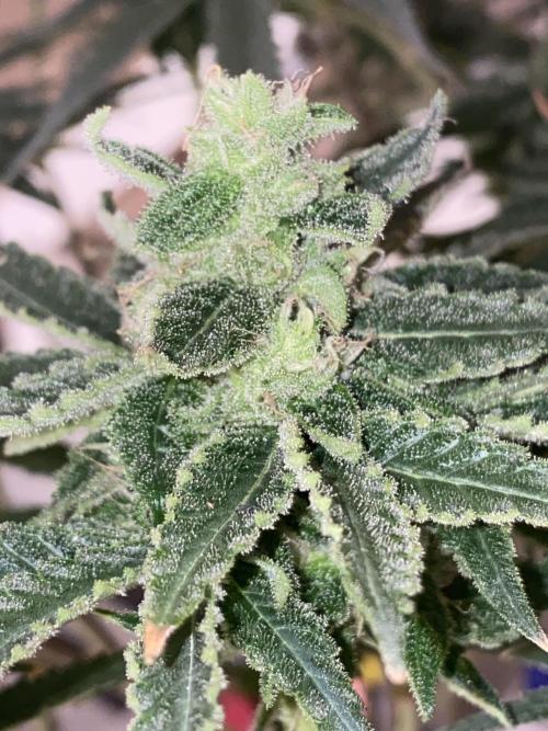 HFCS test run 5. Week 14