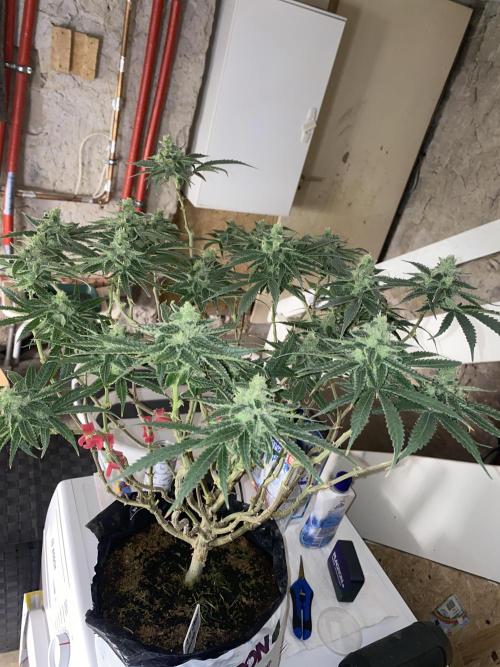 HFCS test run 5. Week 14