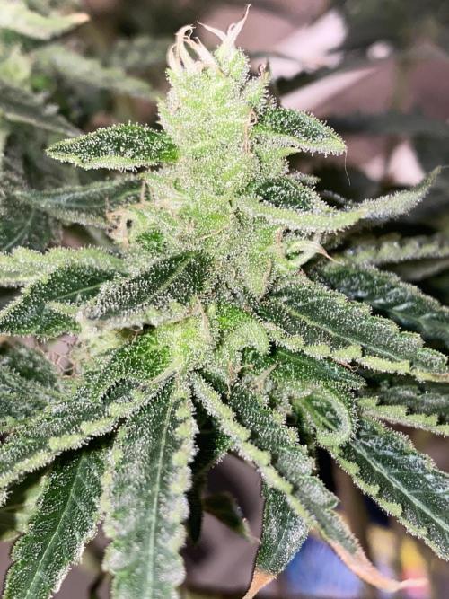 HFCS test run 5. Week 14