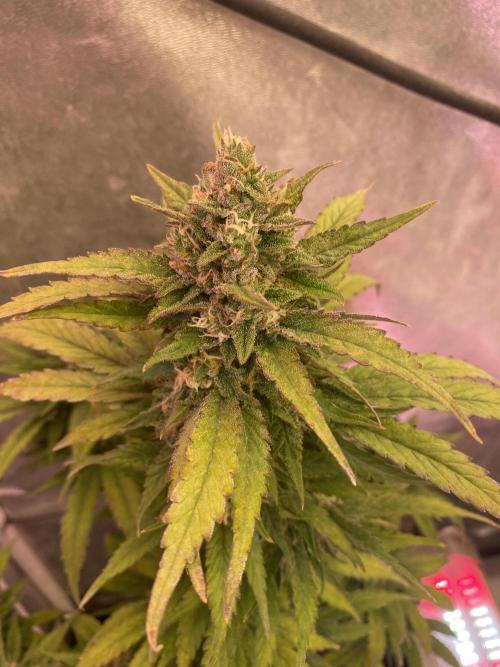 New Strain is coming. Week 8