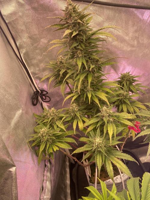 New Strain is coming. Week 8