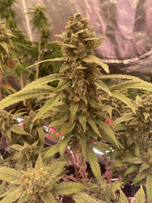 Diablos delight. Week 1