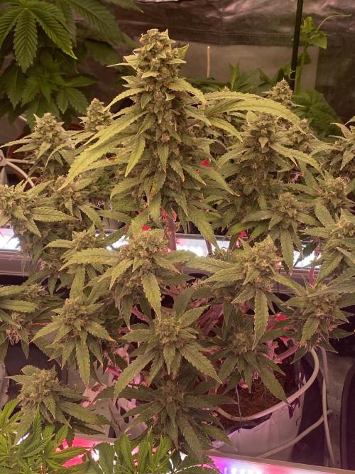 Diablos Delight's XL Auto. Week 1