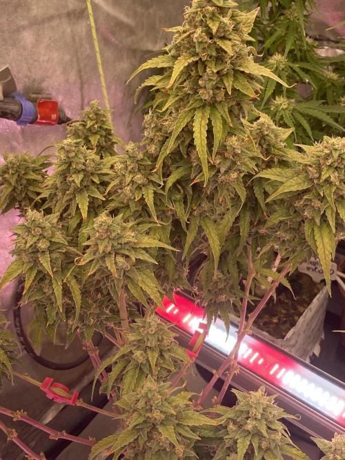 New Strain v3. Week 10
