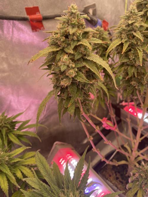 New Strain v3. Week 10
