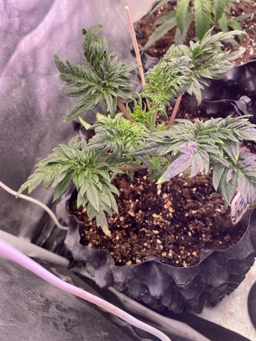 Frostys Freak goes Purple. Week 4