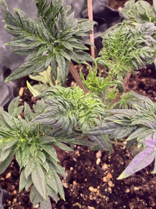 Frostys Freak goes Purple. Week 4