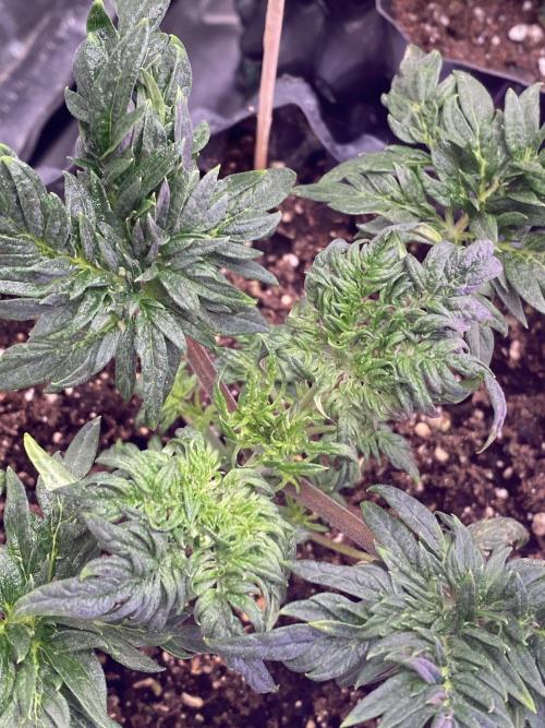 Frostys Freak goes Purple. Week 4