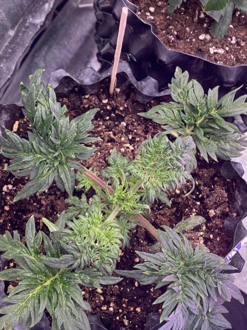 Frostys Freak goes Purple. Week 4
