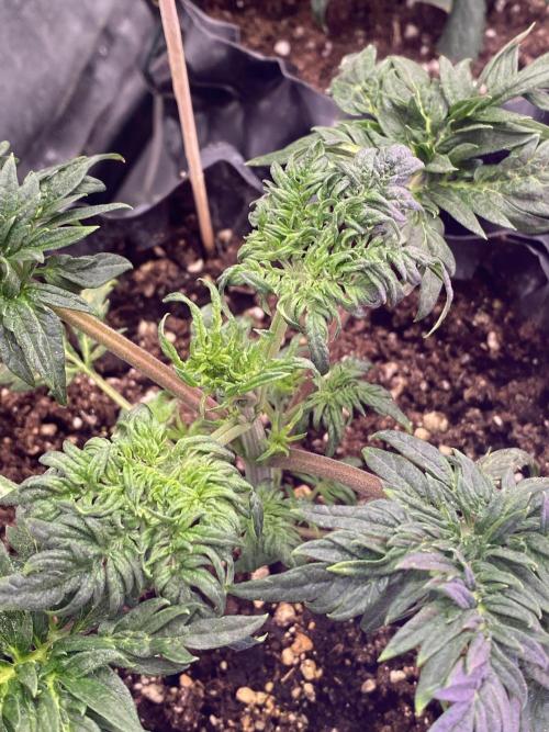 Frostys Freak goes Purple. Week 4