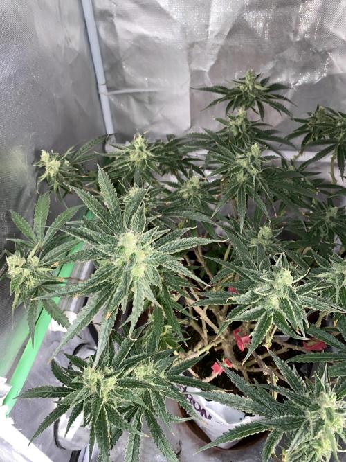 HFCS test run 5. Week 14