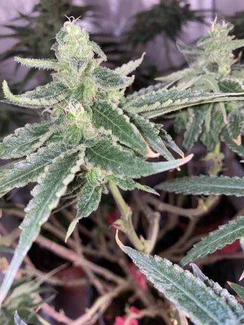HFCS test run 5. Week 14