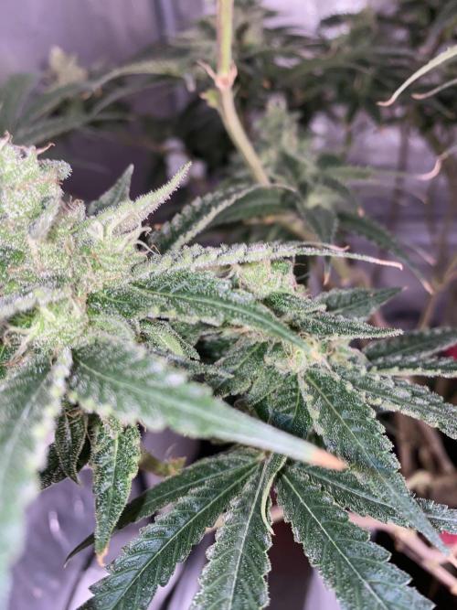 HFCS test run 5. Week 14