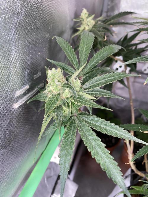HFCS test run 5. Week 14