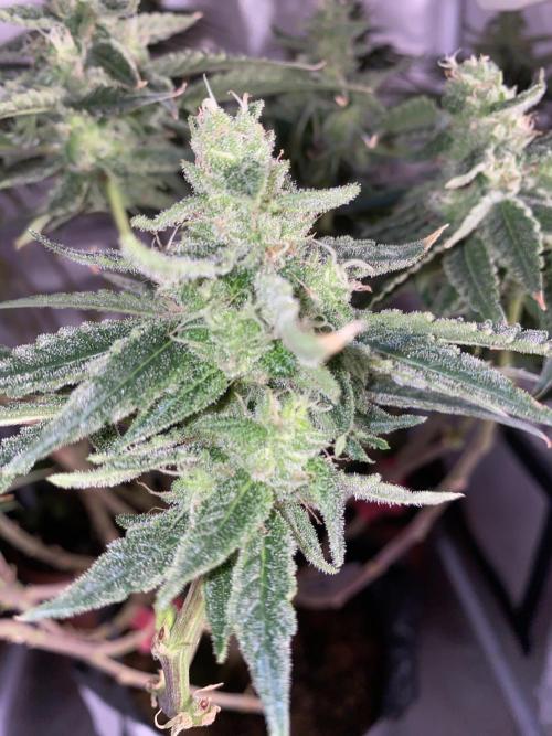 HFCS test run 5. Week 14