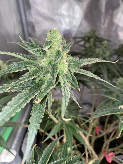 HFCS test run 5. Week 14