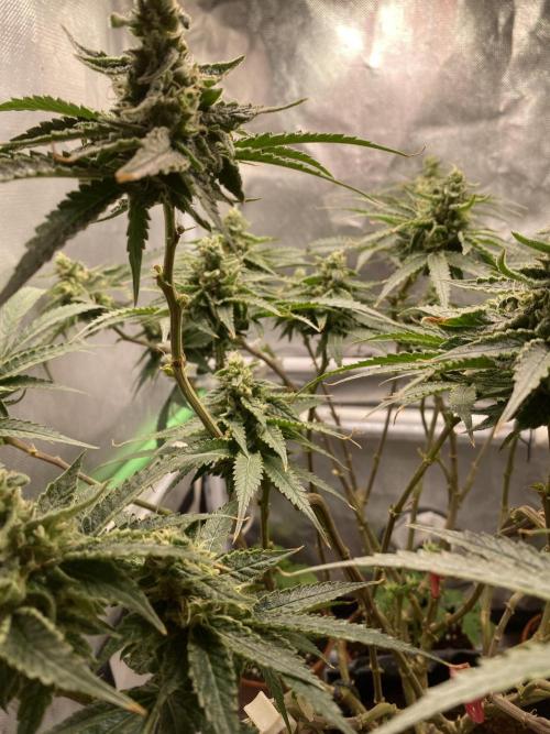 HFCS test run 5. Week 14