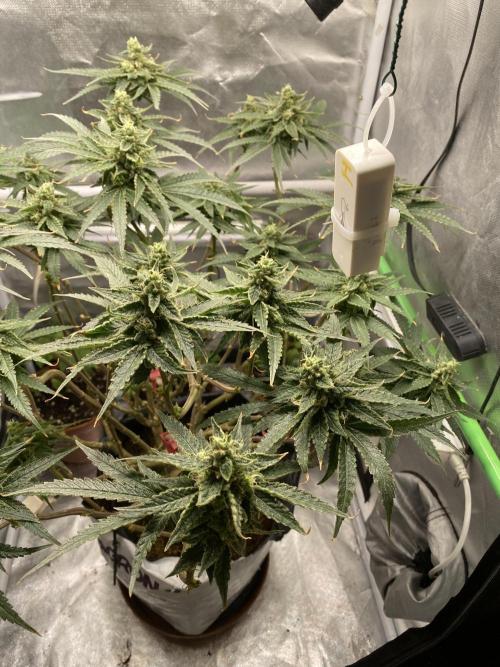 HFCS test run 5. Week 14