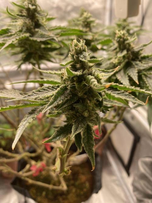 HFCS test run 5. Week 14