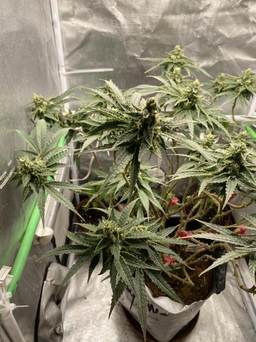 HFCS test run 5. Week 14