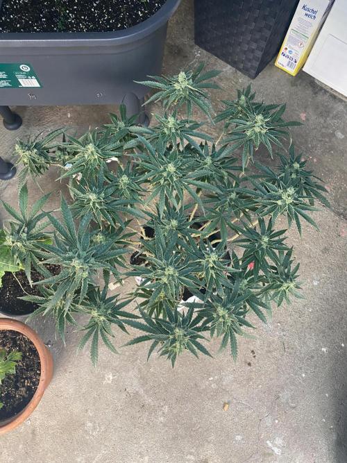 HFCS test run 5. Week 14 - 14.5