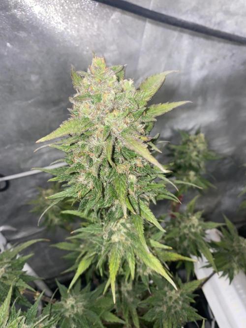 New Strain is coming. Week 9