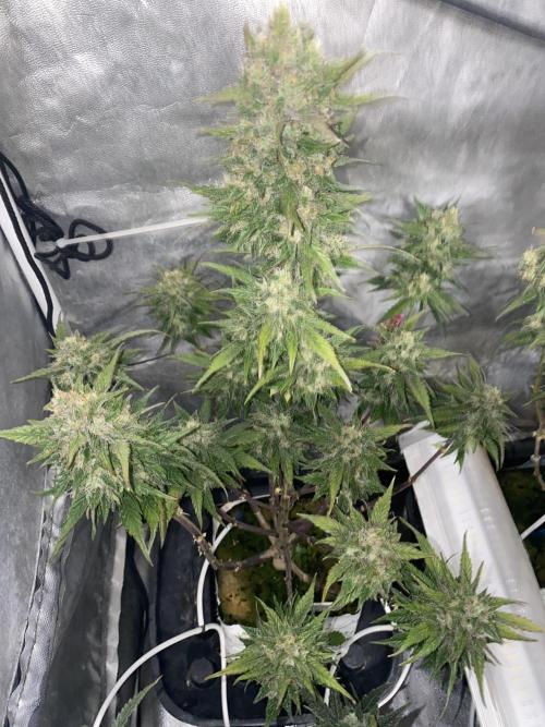New Strain is coming. Week 9