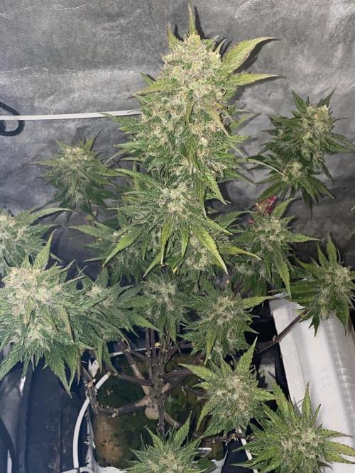 New Strain is coming. Week 9