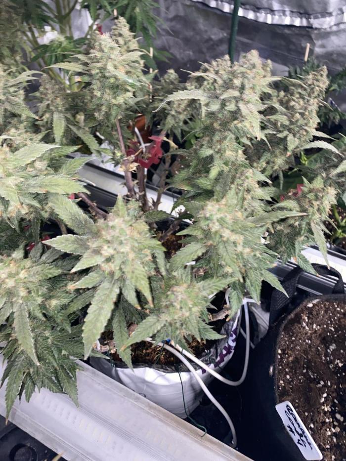 Diablos delight. Week 11
