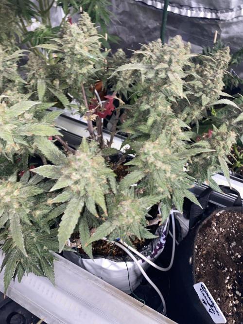 Diablos Delight's XL Auto. Week 11