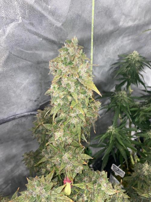 New Strain v3. Week 11