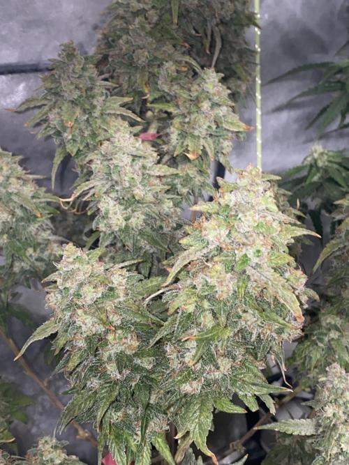 New Strain v3. Week 11