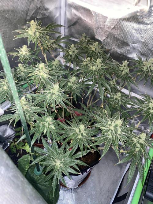 HFCS test run 5. Week 15