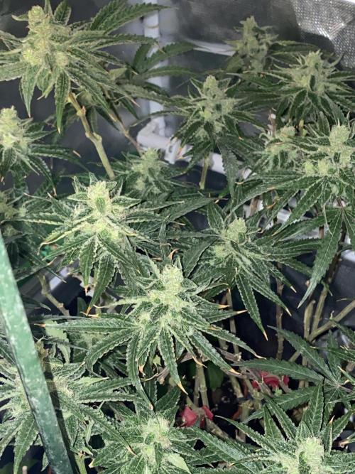 HFCS test run 5. Week 15