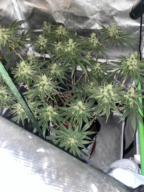 HFCS test run 5. Week 15