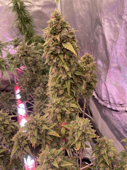 Some Dust from the stars in HFCS. Week 8