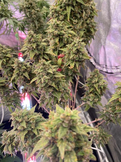 Some Dust from the stars in HFCS. Week 8