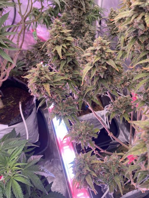 Some Dust from the stars in HFCS. Week 8