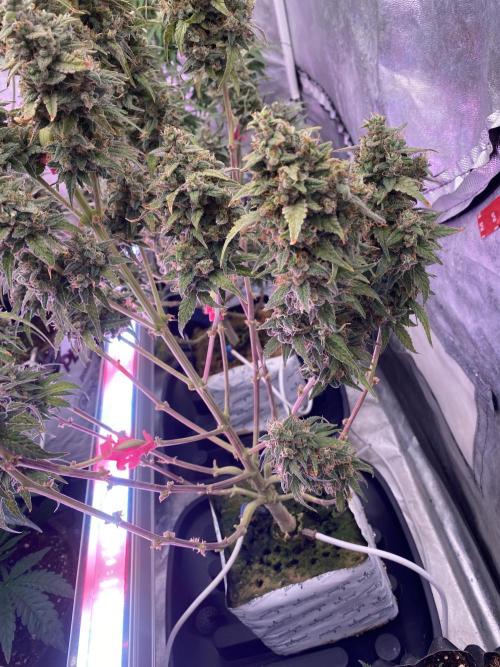 Some Dust from the stars in HFCS. Week 8
