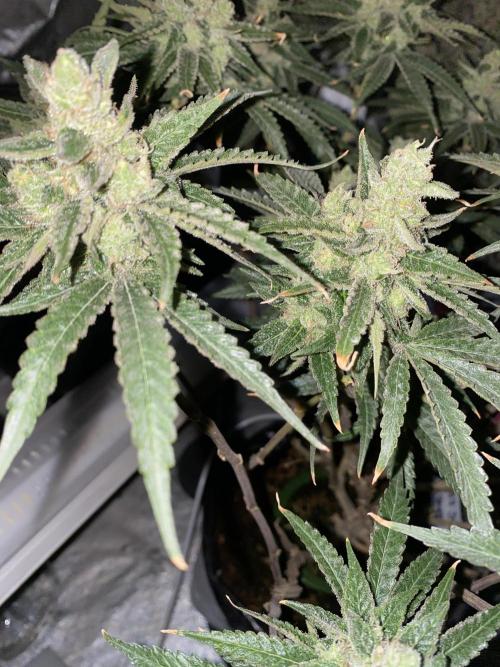 HFCS test run 5. Week 16
