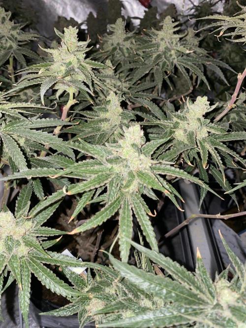 HFCS test run 5. Week 16