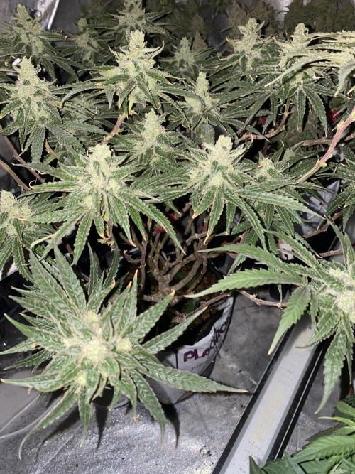 HFCS test run 5. Week 16