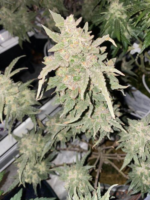 New Strain is coming. Week 10
