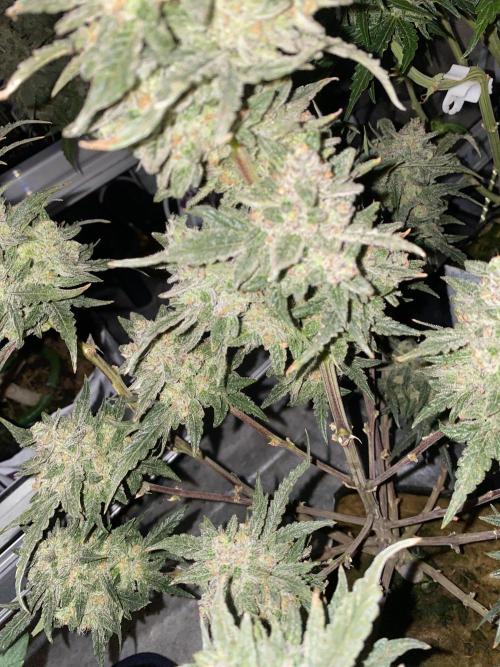 New Strain is coming. Week 10