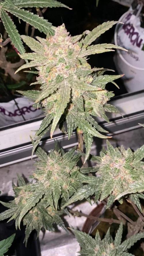 New Strain is coming