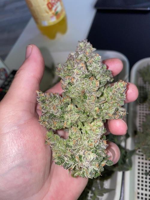 New Strain is coming. Week 11