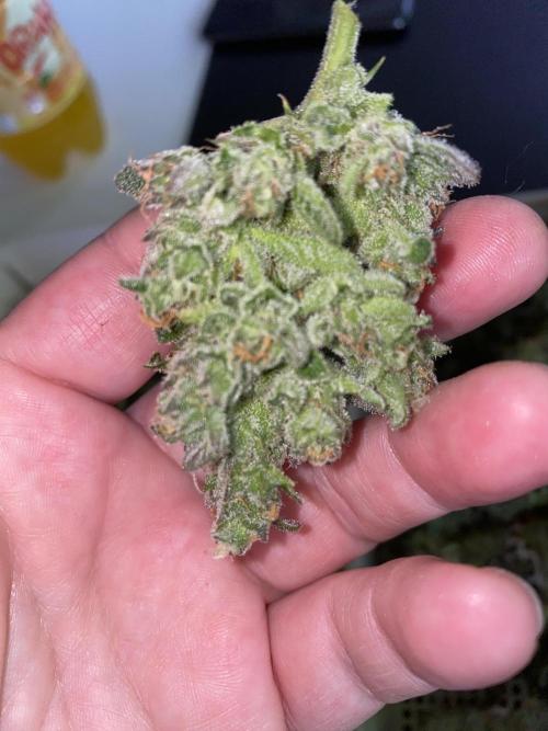 New Strain is coming. Week 11