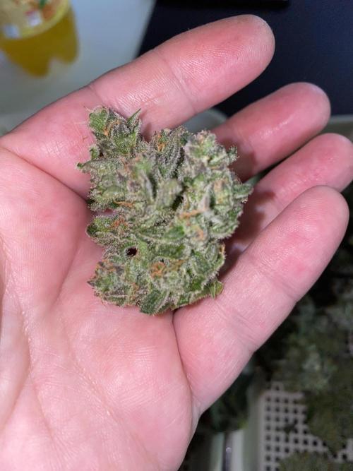 New Strain is coming. Week 11
